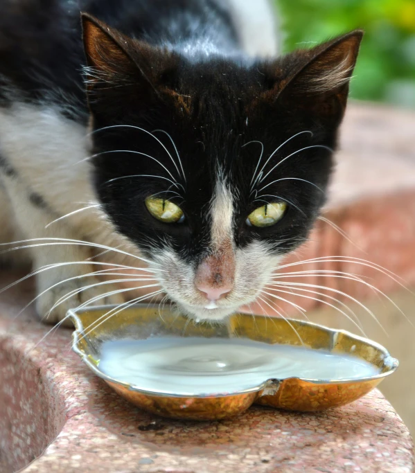 a black and white cat looks over a bowl