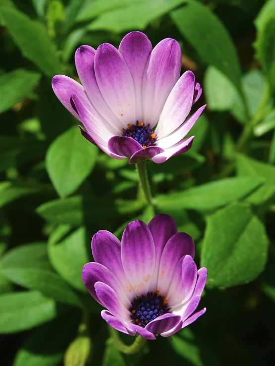 the purple flowers are blooming near the green leaves