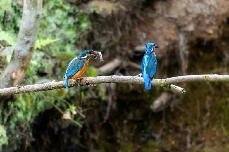 two birds are perched on a nch near the water