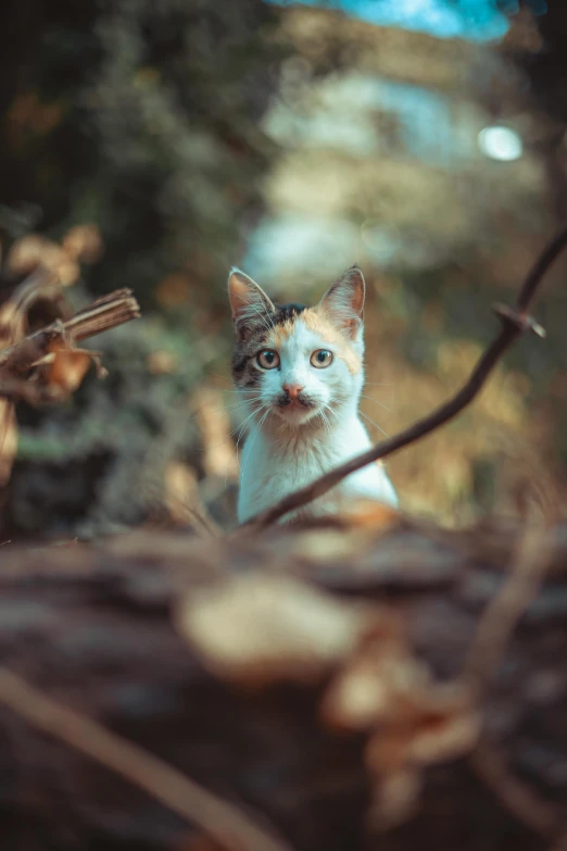 a cat looks at soing while standing in a forest