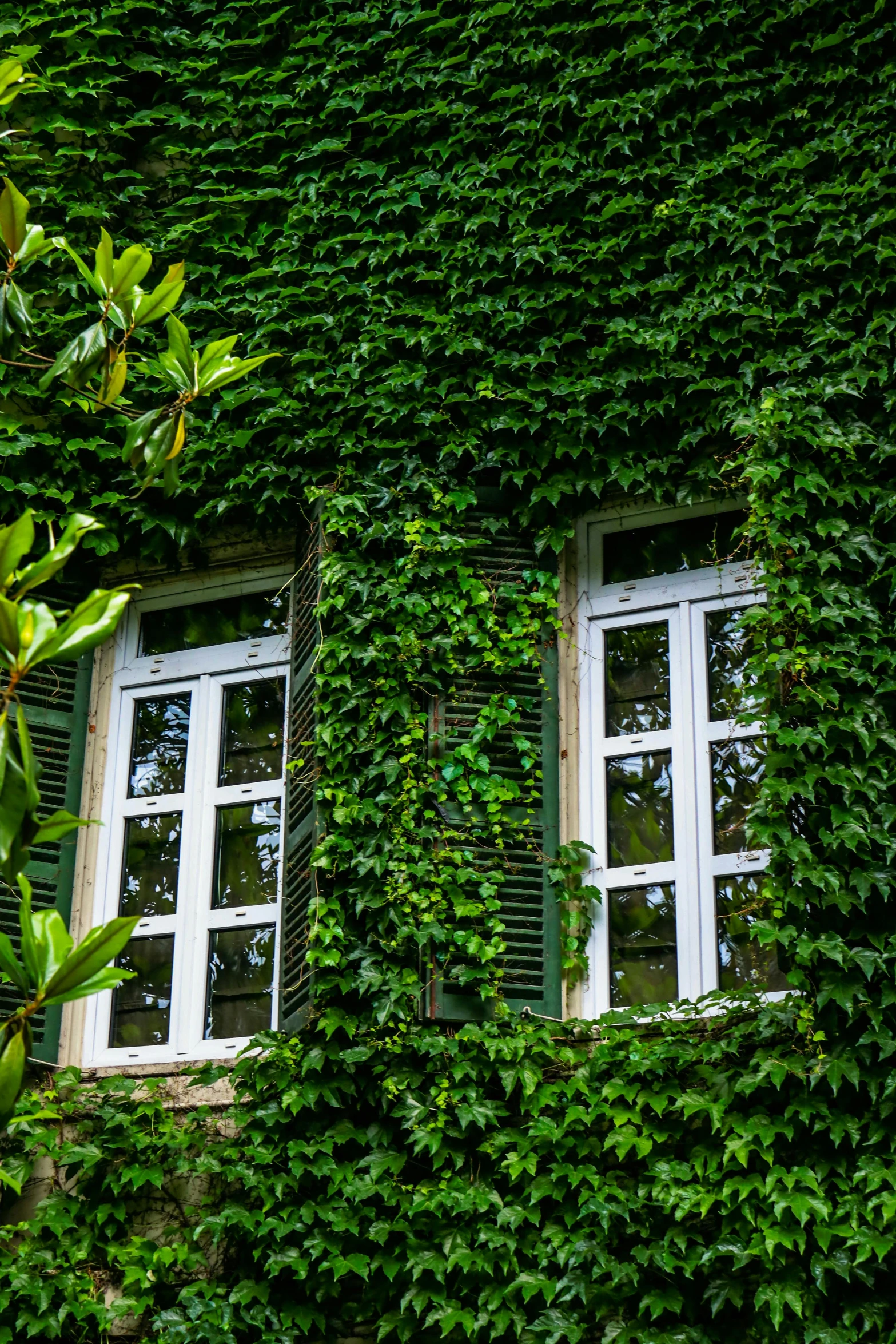 a bunch of windows covered in plants