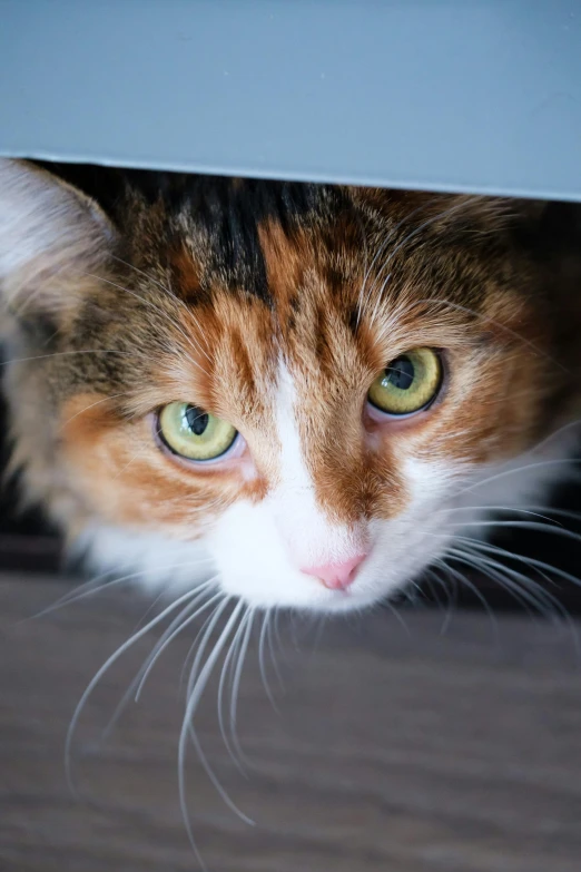 the orange and white cat is peaking under a couch