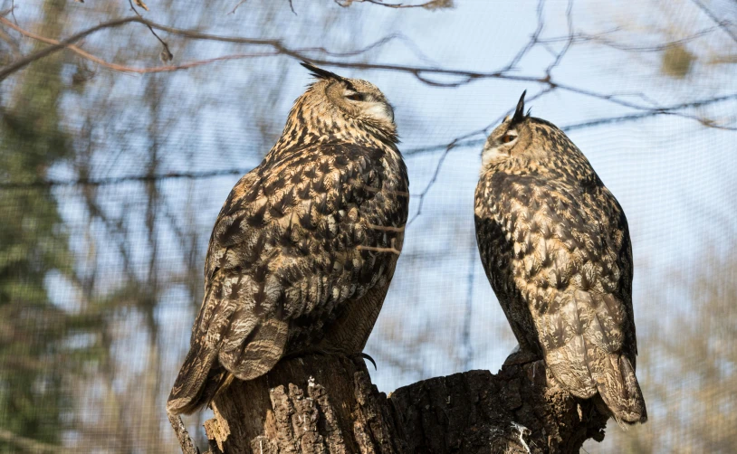 two brown owls perched on top of tree nches