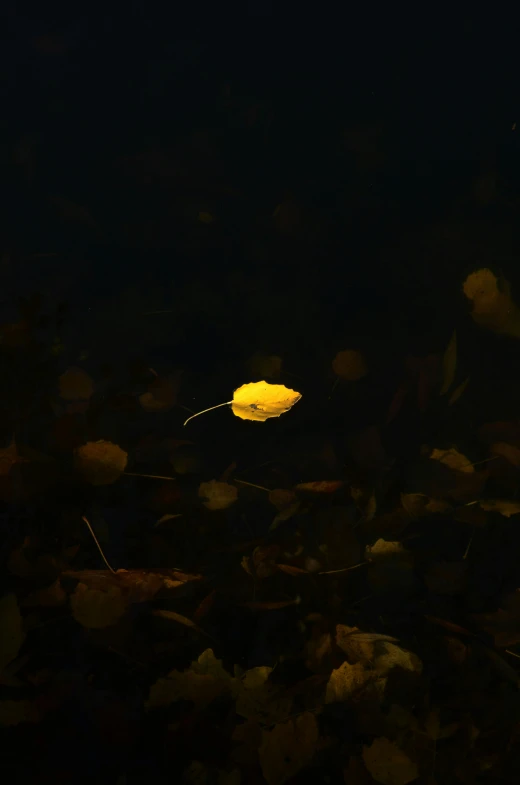 a body of water with a leaf floating near it