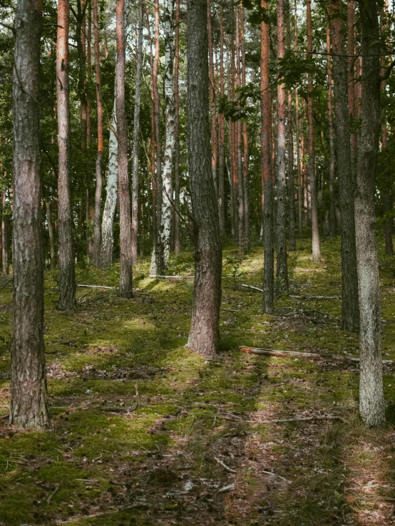 a forest full of trees and grass with a bench in the foreground