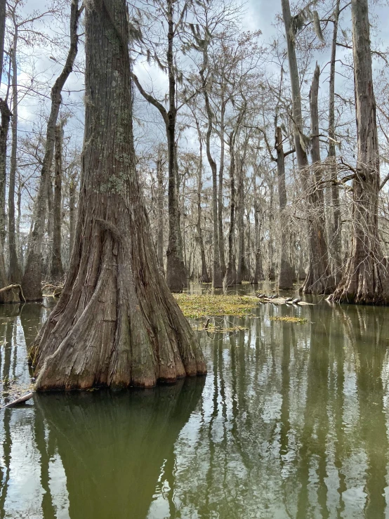 a very big tree that is in the water