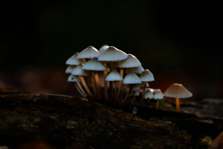 mushrooms growing on a log in a forest