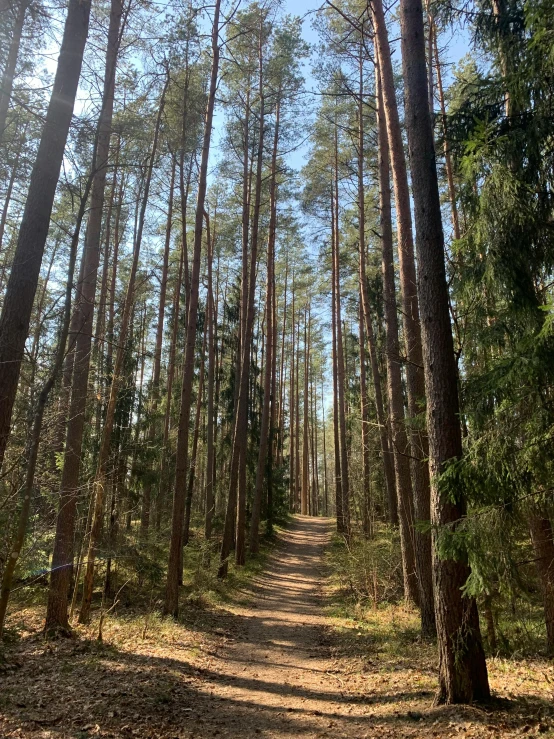 a dirt road in the woods leading through trees