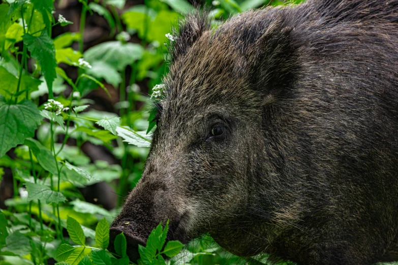 there is a black boar standing in the grass