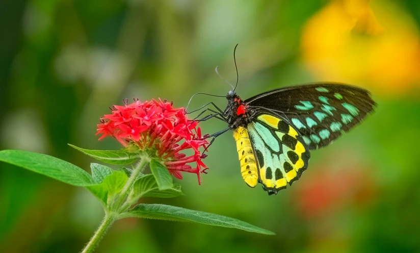 the erfly is standing on top of a red flower