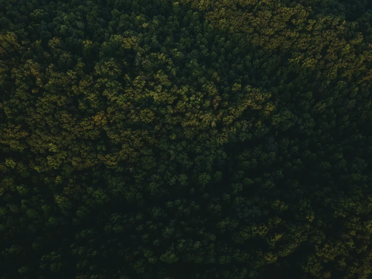 a lot of trees from above, looking down at the tops