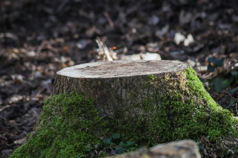 the stump has moss growing on it