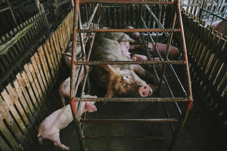 a small group of pigs are in a cage