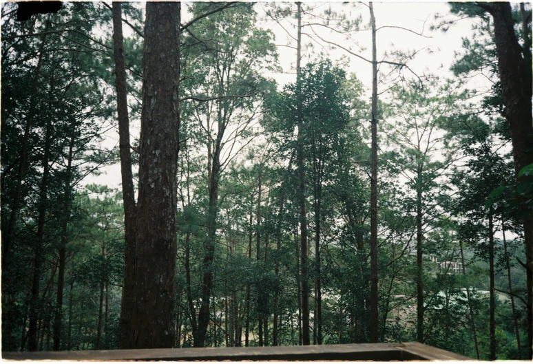 some very pretty wooden benches in a big forest