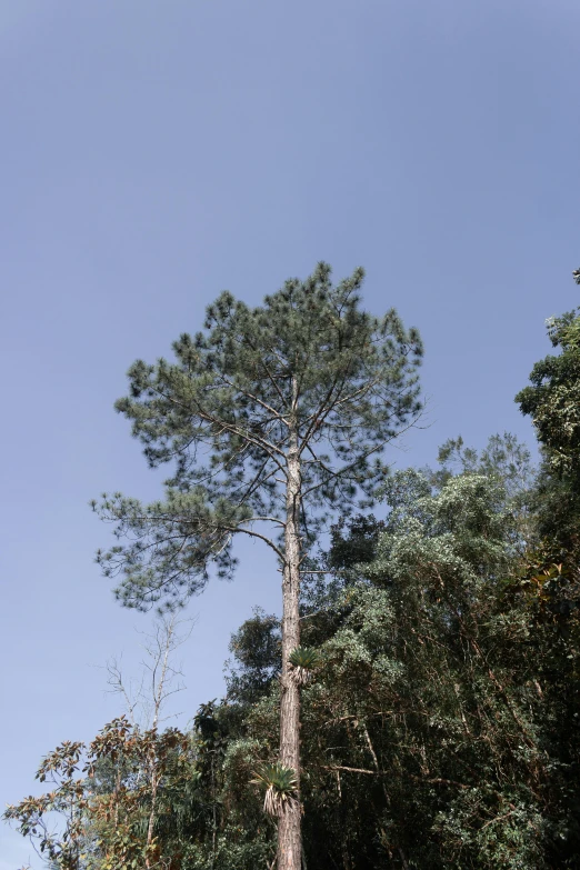 the large pine tree is standing still near the forest