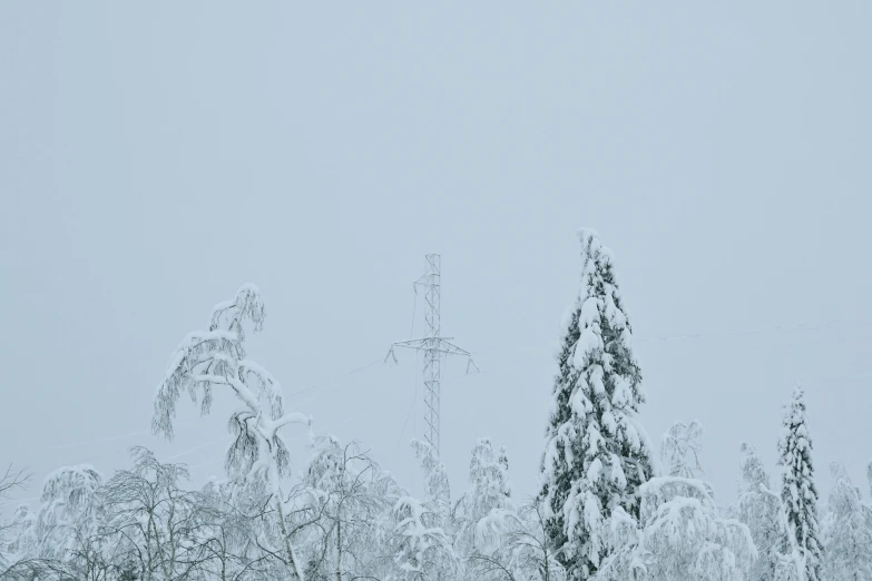 snow and evergreens cover a forest and power lines