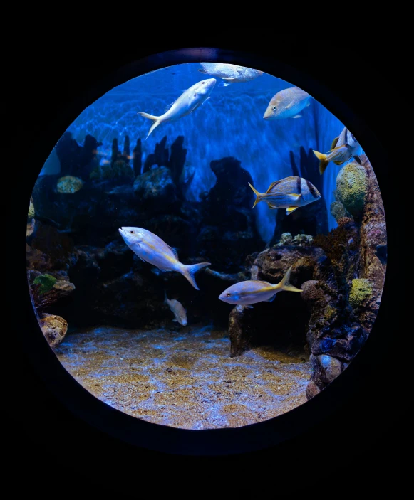 an aquarium with a large amount of fish and algae inside