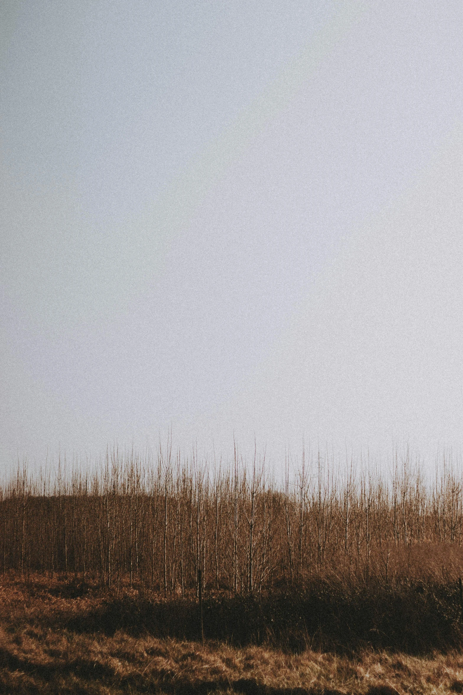 a giraffe standing next to a tall grass covered hill