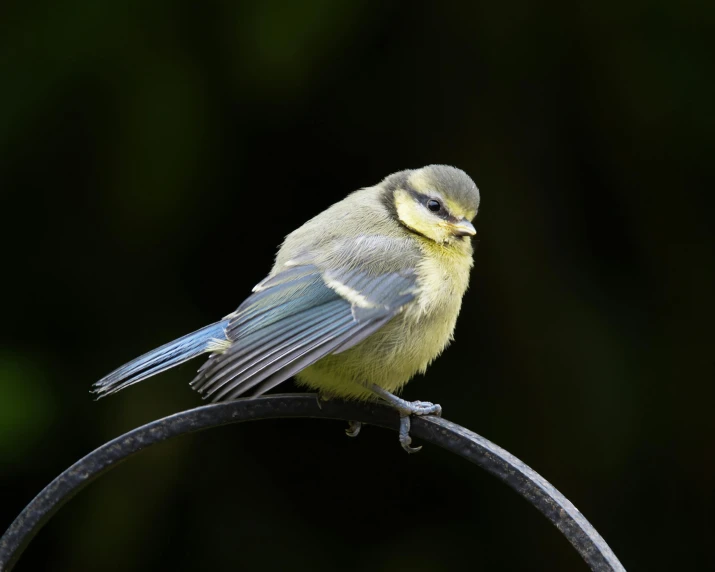 a small bird sitting on a metal handle