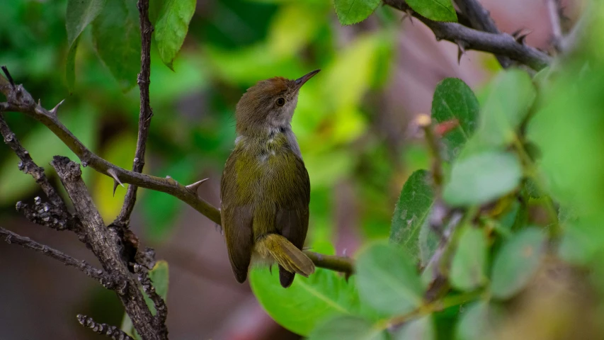 a small hummingbird is sitting in a tree