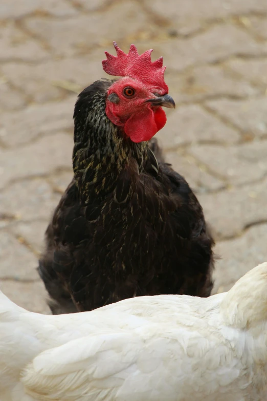 two chickens standing side by side in the sun