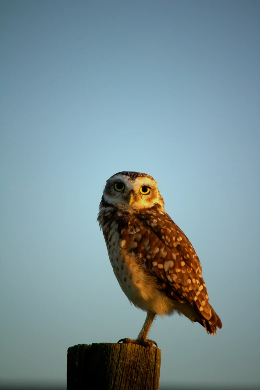 an owl on top of a post looking back