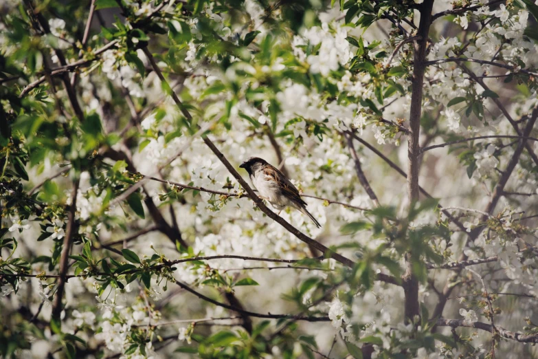 there is a bird that is sitting in a tree