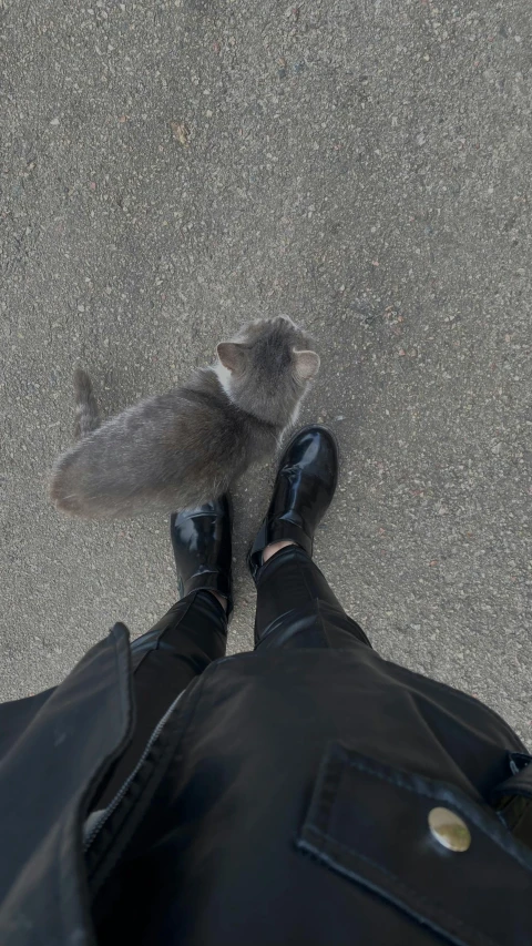 a gray cat sits near a black leather jacket