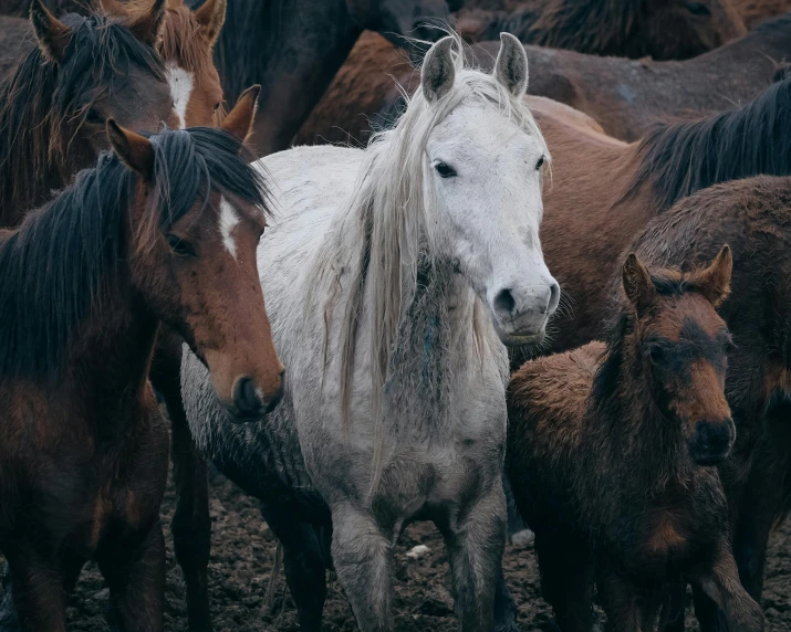 a group of horses all standing together and looking at the camera