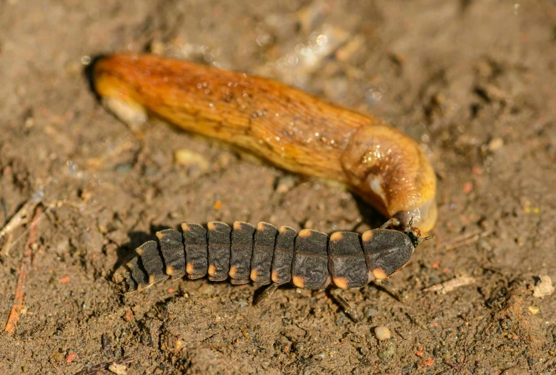 an insect with three legs standing on dirt