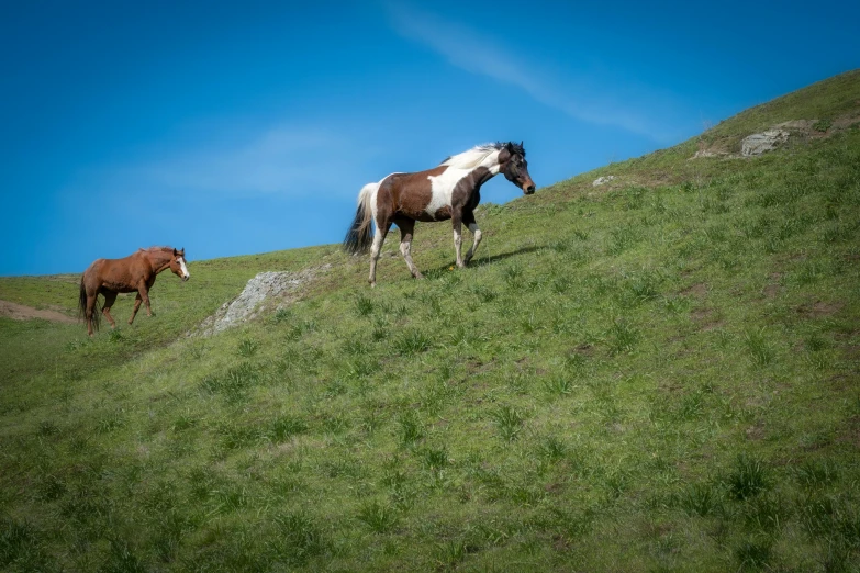 two horses on the side of a hill with one brown horse standing in the grass