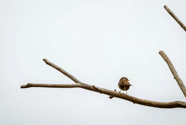 a black and brown bird standing on a tree nch