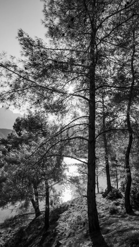 a black and white po of trees, with a body of water in the background