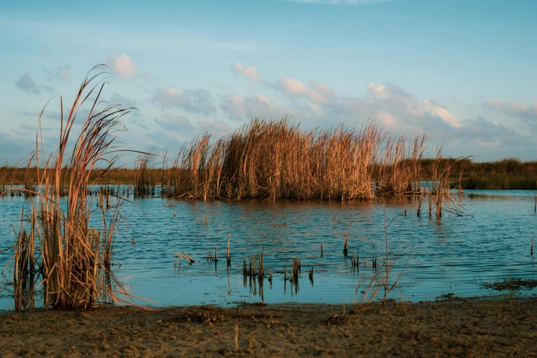 several tall dry plants are growing out of the water