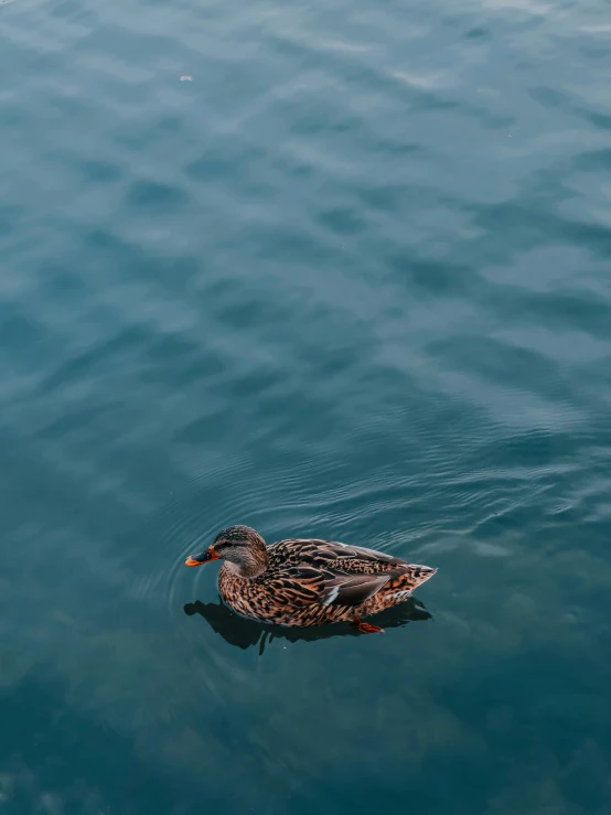 duck floating in water looking like he is going to jump