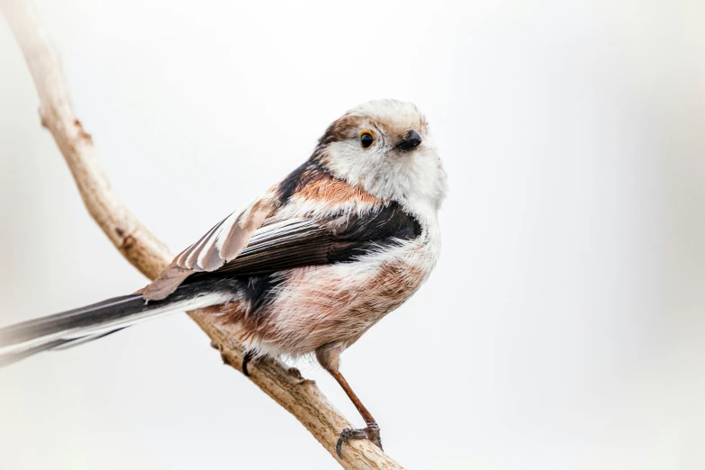 a small bird standing on top of a tree nch