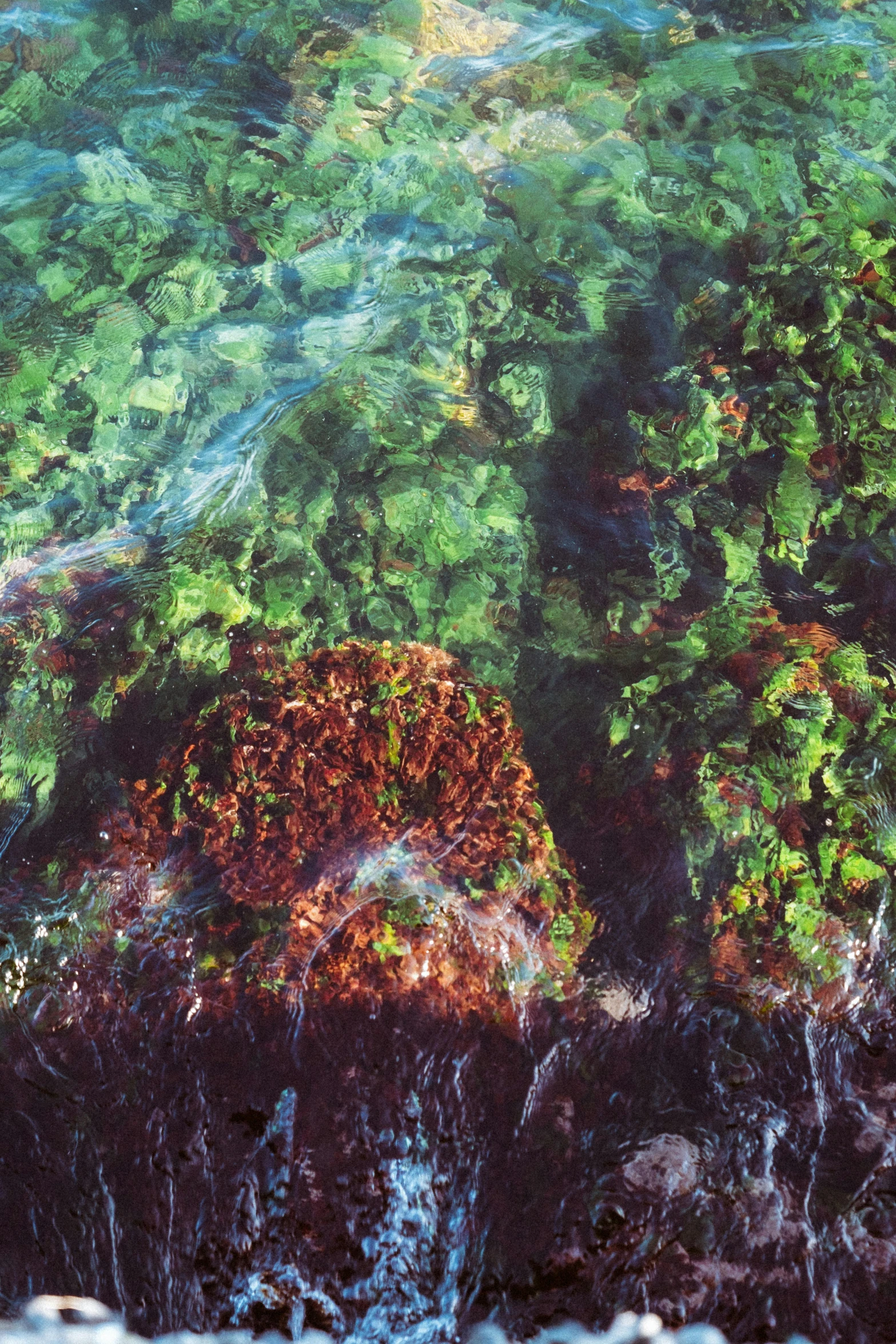 an abstract pograph of water and plants in a pool