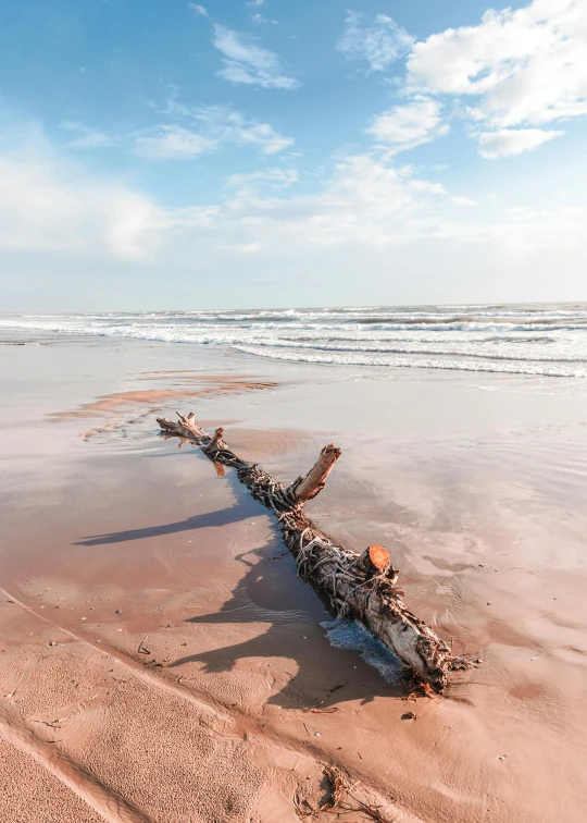 a dead log lying in the shallow water of a beach