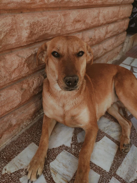 a brown dog laying down next to a wall