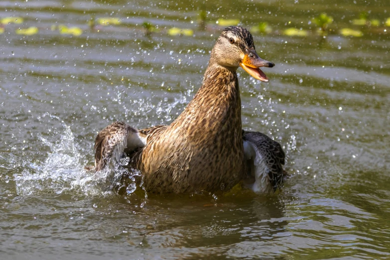 a duck is swimming in the water with its head out