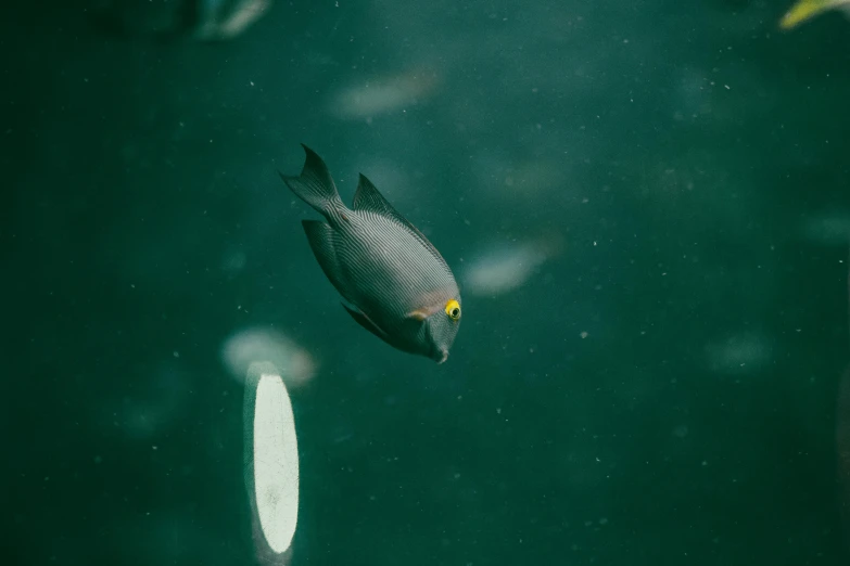 a small gray fish is swimming near an oval object