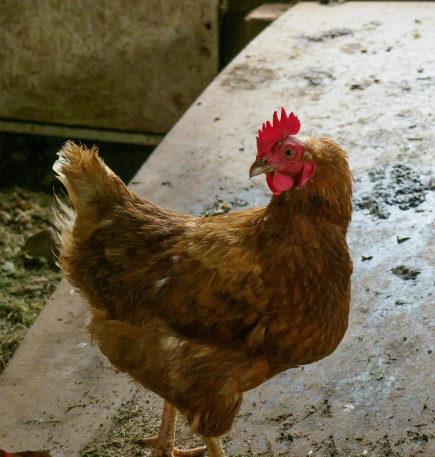 a close up of a rooster standing on concrete