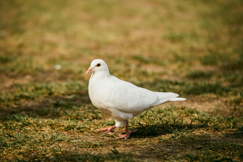 a close up of a white pigeon standing in grass