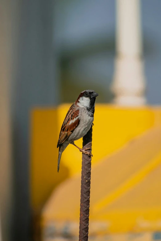 a small brown and white bird on top of a pole