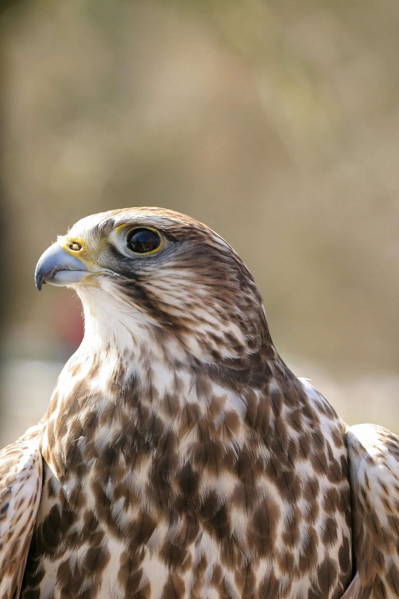 this is an image of a close up of a hawk