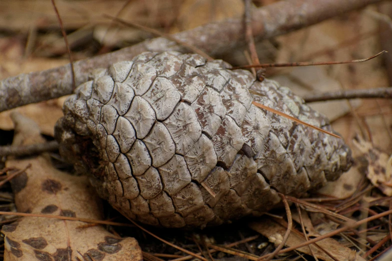 an old pine cone on the ground in the forest