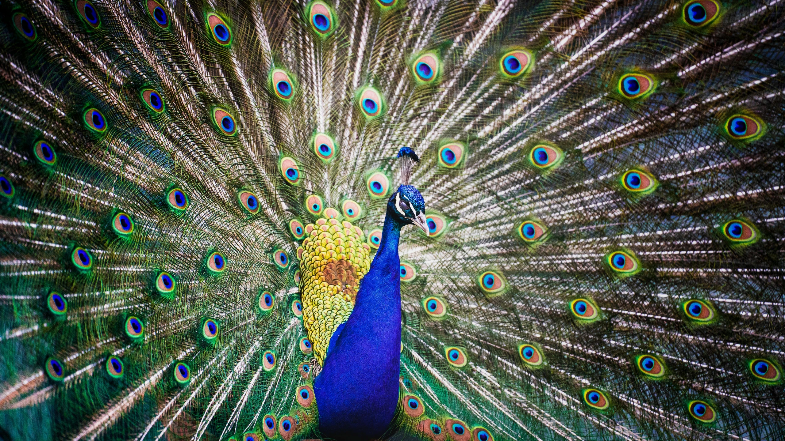 the peacock is displaying his tail feathers with his feathers