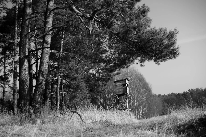 a very dark picture of some trees in the woods