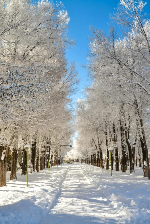 snowy park with rows of trees on both sides