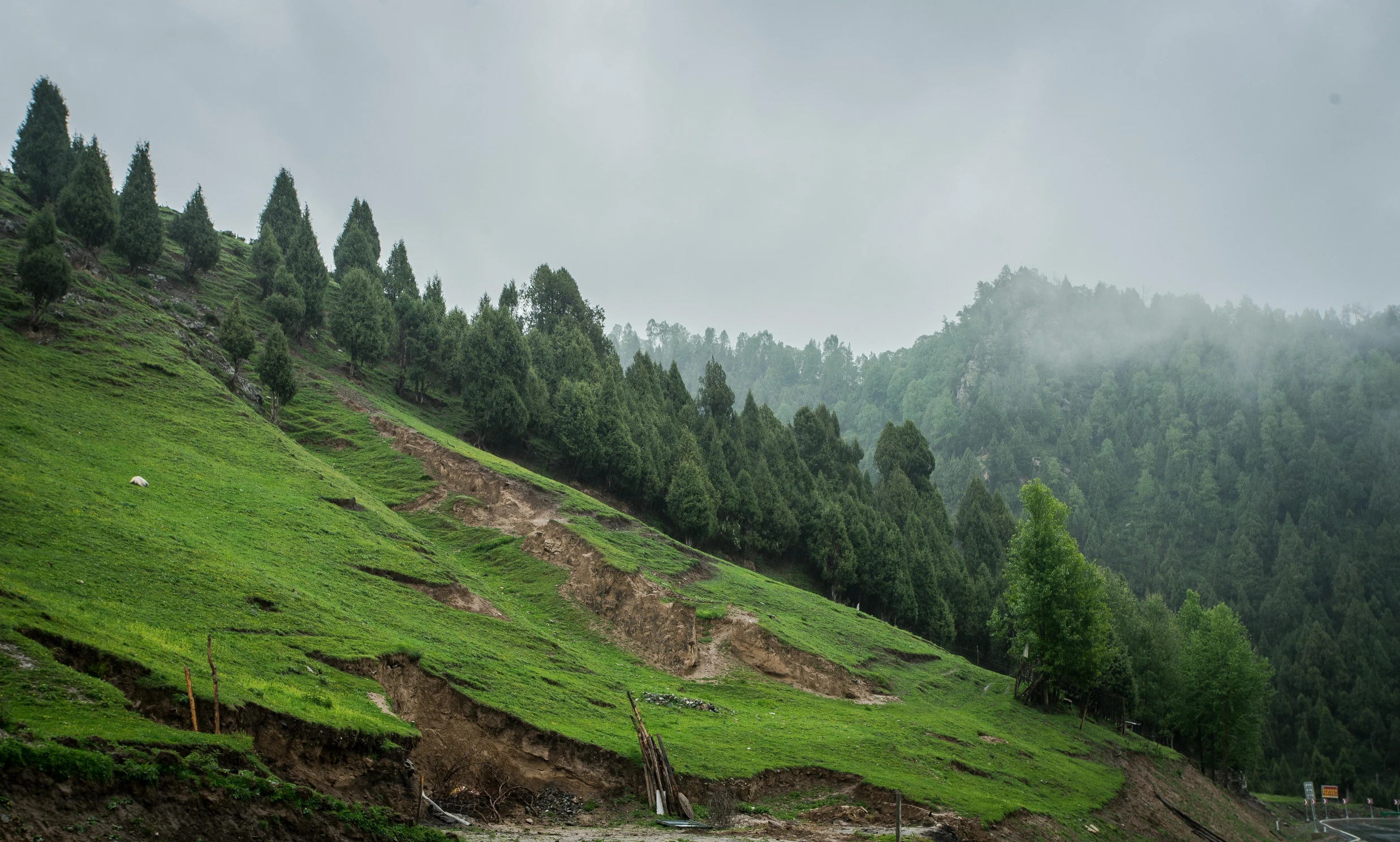 a grassy hillside with trees on the other side